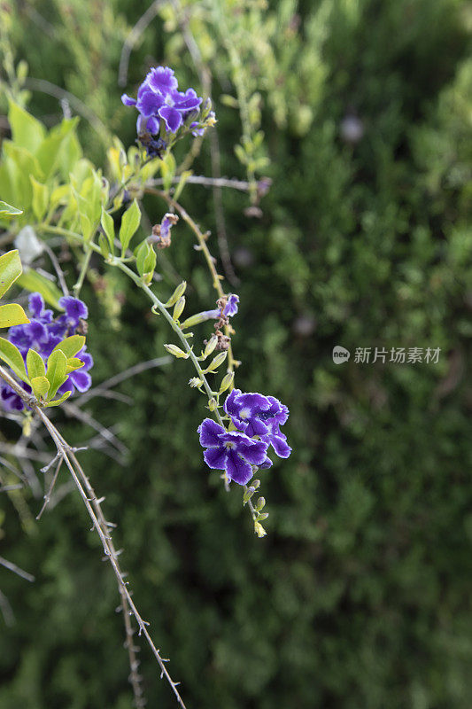 Duranta erecta